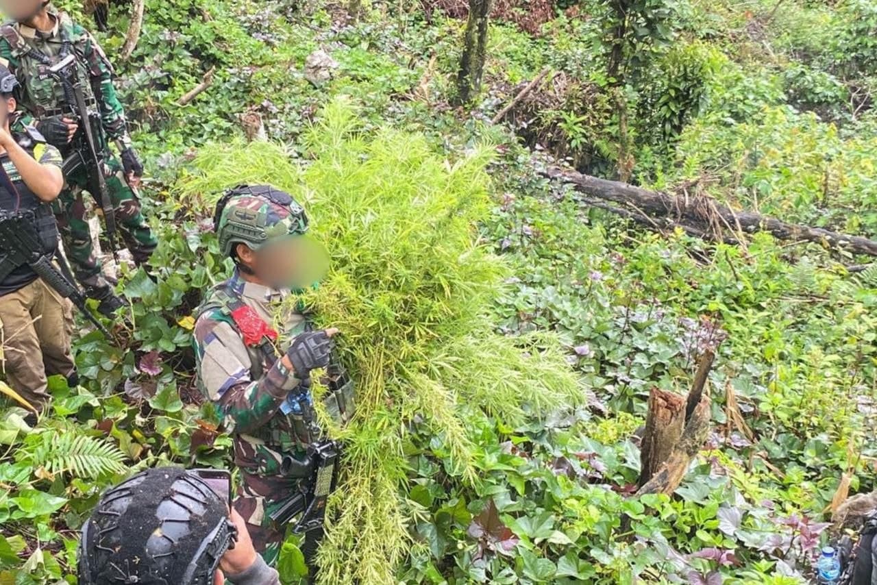 Ilustrasi berita Opini: Satgas Gabungan TNI-Polri Temukan Ladang Ganja di Pegunungan Bintang, Puluhan Pohon Siap Panen Diamankan