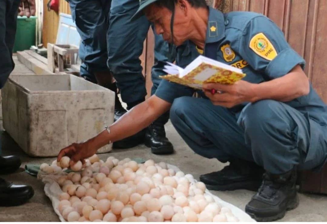 Ilustrasi berita Mimika: Kemenhut Ungkap Perdagangan Ratusan Telur Satwa Dilindungi di Mimika