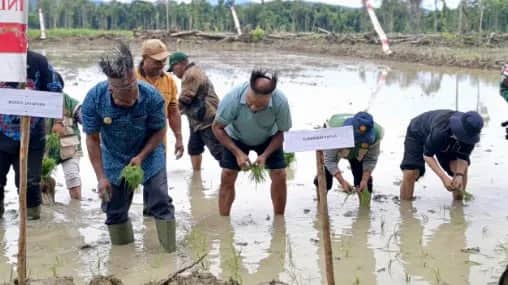 Ilustrasi berita JAYAPURA: Bupati Jayapura Dampingi Gubernur Papua Tanam Perdana di Lahan Cetak Sawah Rakyat