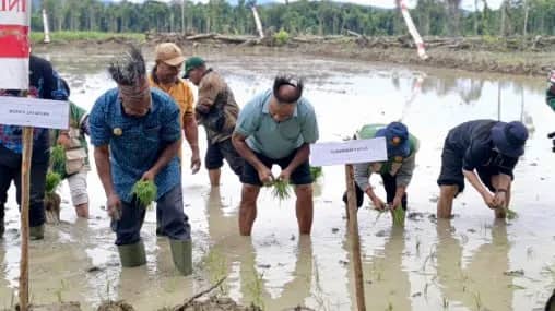 Bupati Jayapura Yunus Wonda, S.H., M.H., mendampingi Gubernur Papua Mathius D. Fakhiri dalam kegiatan tanam perdana padi di lahan cetak sawah rakyat (CSR) yang berlangsung di Kampung Swentap, Distrik Gresik, Kabupaten Jayapura, Sabtu (28/3/2026).