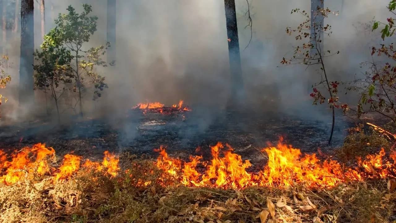 Kabut asap akibat kebakaran hutan dan lahan di Papua Selatan meluas hingga Asmat, Mimika, Maluku, dan Maluku Utara.