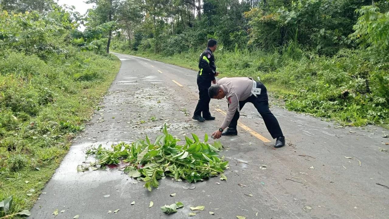 Ilustrasi berita Mimika: Polisi Duga Pengendara Motor yang Tewas di SP 9 Timika Dipicu Tabrak Pohon Tumbang Lalu Dilindas Kendaraan