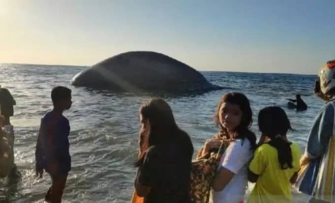Ilustrasi berita Nasional: Laut Sawu Disebut Sebagai "Kafe" Bagi Paus dan Lumba-lumba