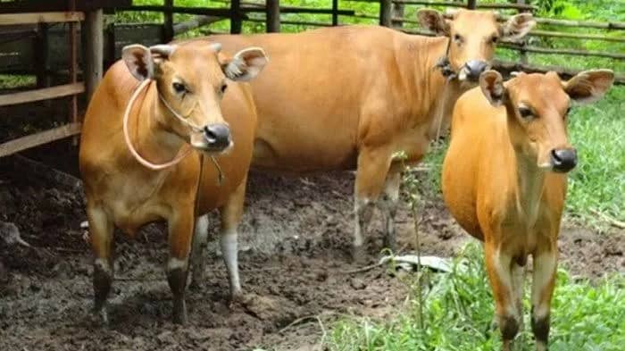 Ilustrasi berita BERITA UTAMA: 2.346 Ekor Sapi Disembelih saat Idul Adha di Papua, Mimika Dipasok dari Luar