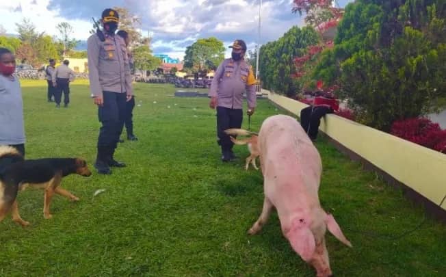Ilustrasi berita BERITA UTAMA: 65 Ekor Babi "Damaikan" Dua Kelompok Warga yang Siaga Perang di Jayawijaya