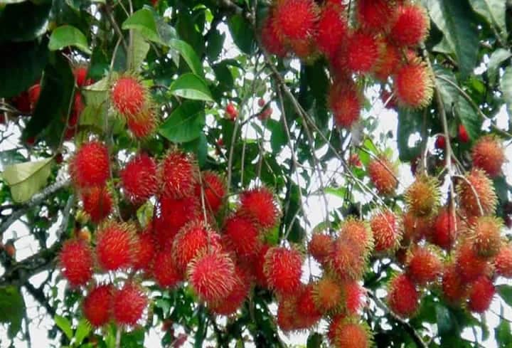 Ilustrasi berita Kesehatan: Manfaat Rambutan Salah Satunya Adalah Mencegah Infeksi