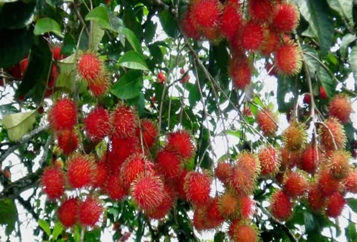 Manfaat Rambutan