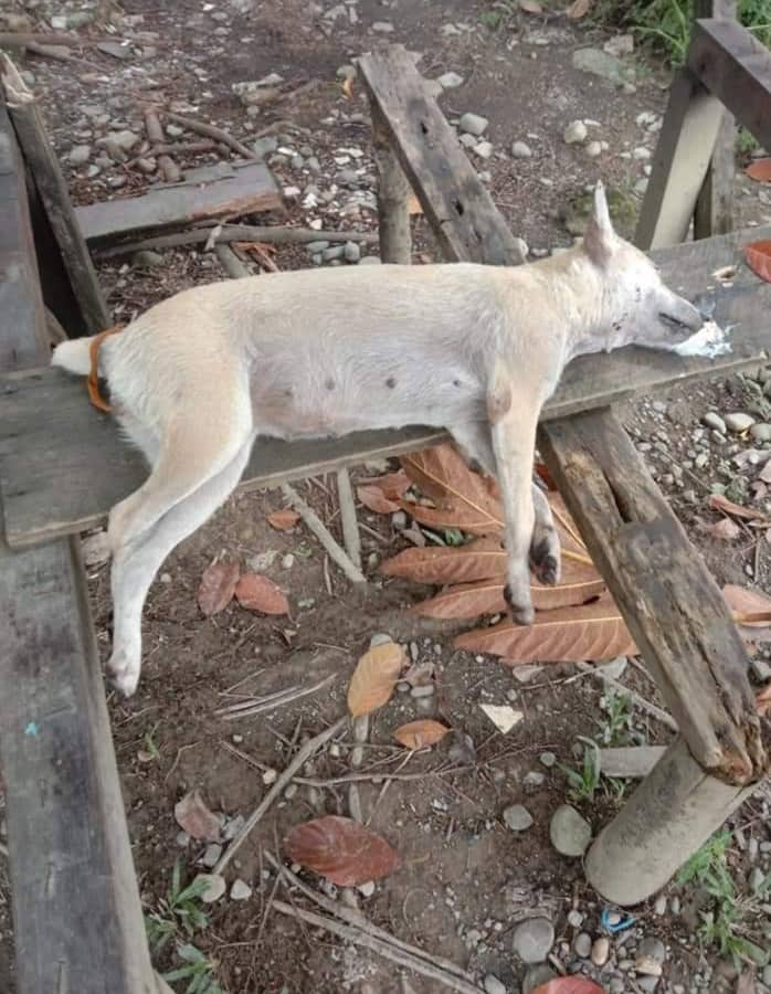 Ilustrasi berita Mimika: Sejak Awal Tahun, 20 Ekor Anjing Peliharaan Milik Warga SP2 Mati Diracun