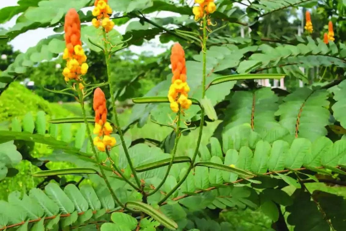 Cara Obati Panu dan Kurap Dengan Ketepeng Cina