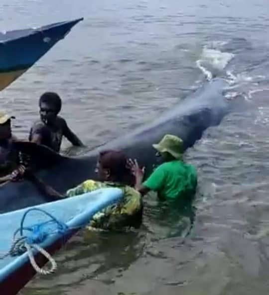 Ikan paus