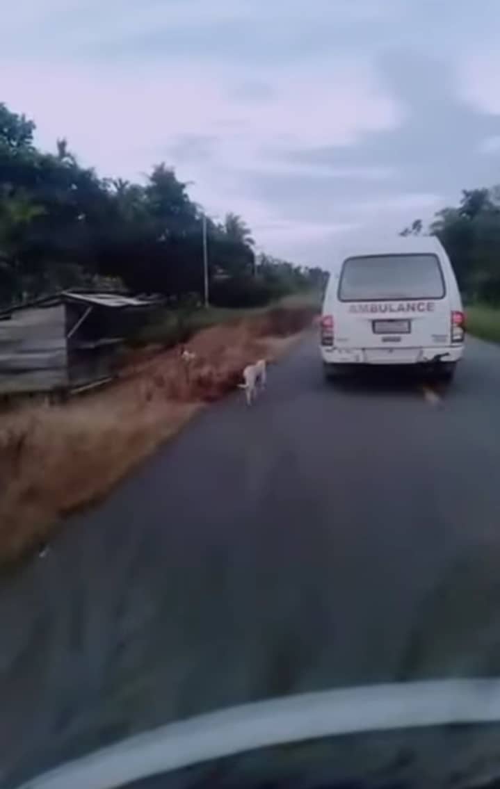 Ilustrasi berita LIFESTYLE: Sang Pemilik Wafat, Anjing Putih Ikuti Mobil Jenazah Hingga ke Peristirahatan Terakhir