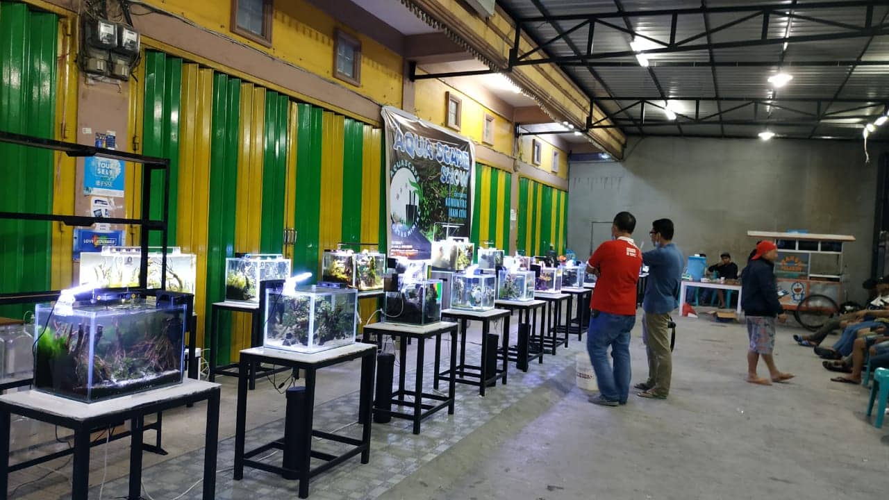 Ilustrasi berita LIFESTYLE: Dian Argana : Stop Racuni Ikan, Stop Pakai Bahan Peledak, TAK Timika Adakan Pameran Aquascape
