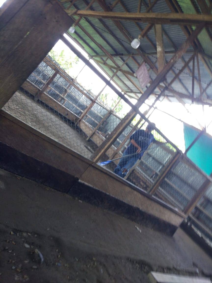 Arena judi sabung ayam sp 1