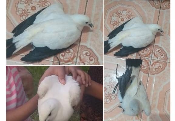 Burung merpati hutan yang marak dijual di Pomako
