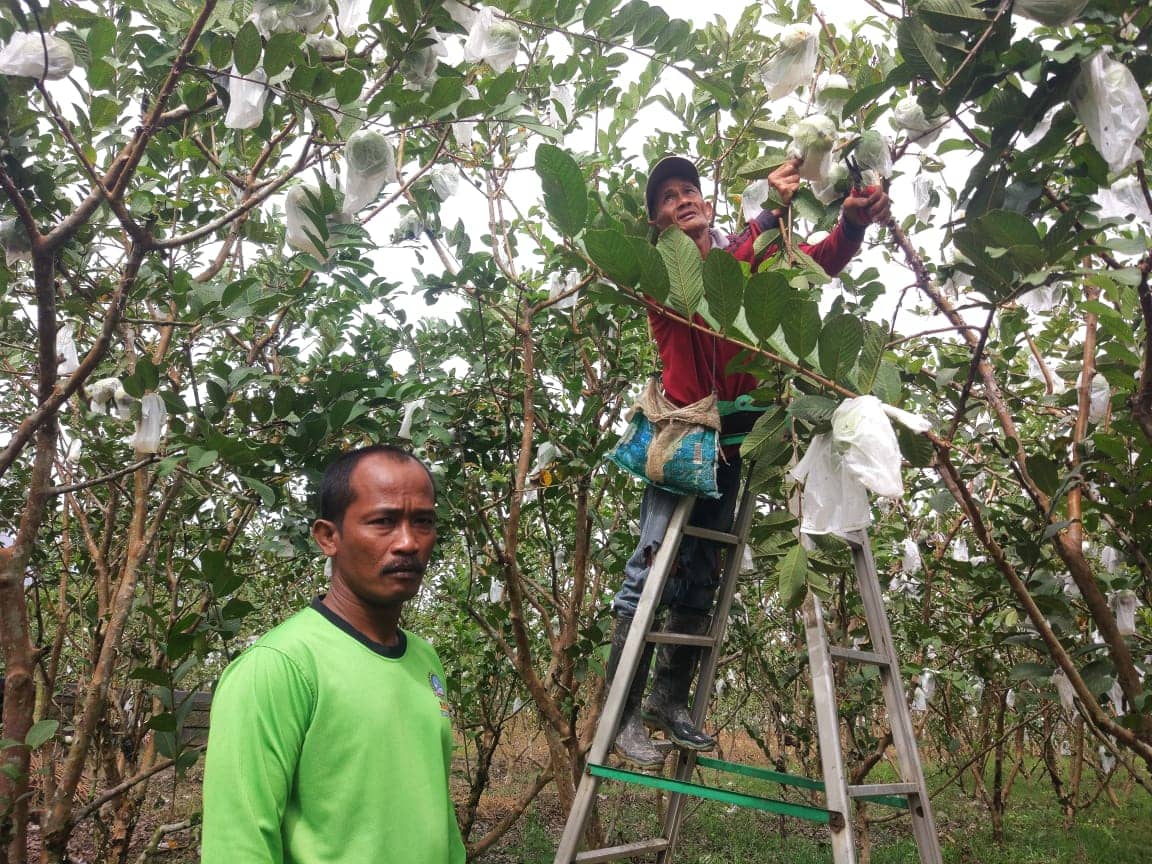 Asep Ketua Kelompok Tani Ngudi Karyo