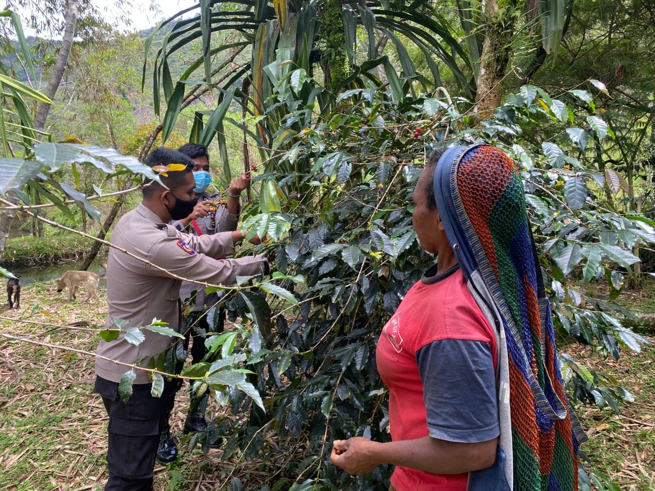 Kopi Mulia menjadi brand ambassador PON XX Papua. Anggota Binmas Noken Polri ikut dalam kegiatan petik kopi bersama masyarakat.