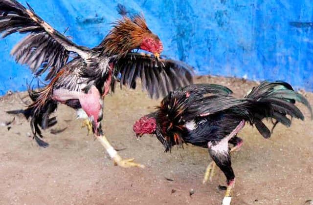 Judi sabung ayam