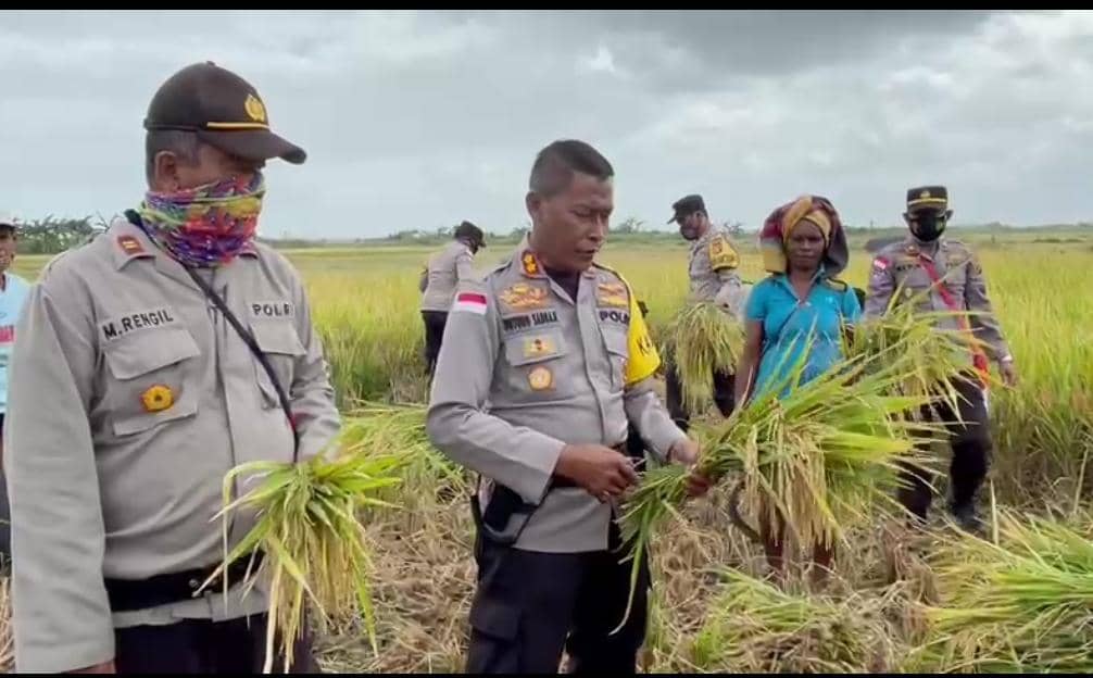 Kapolres Merauke didampingi Kapolsek Tanah Miring Panen Padi India