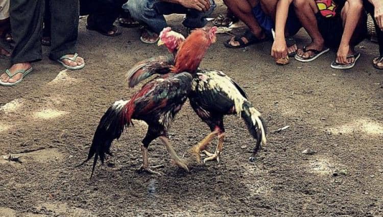 Sabung ayam