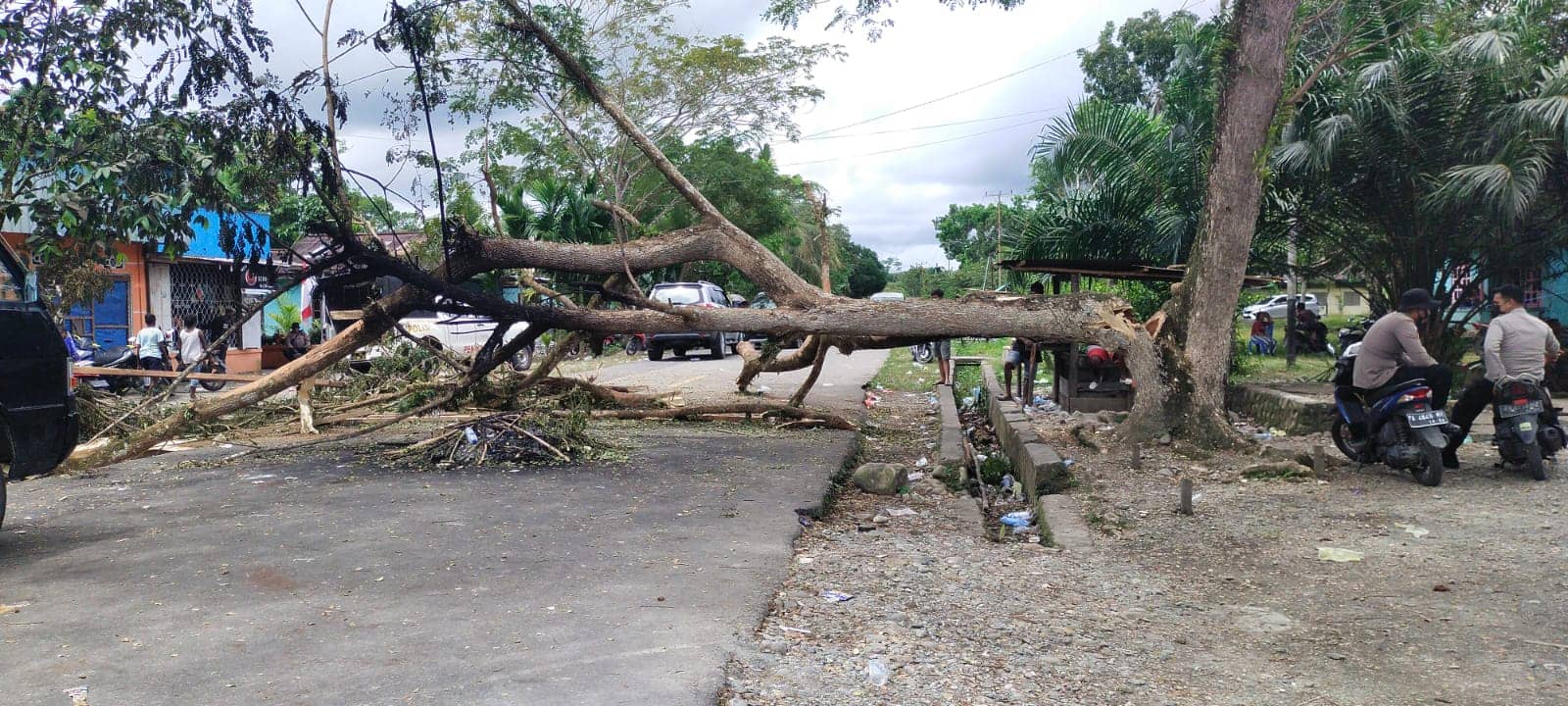 Satu batang pohon besar yang dipotong oleh warga untuk palang jalan, Senin (23/8) sekitar pukul 12.00 WIT.