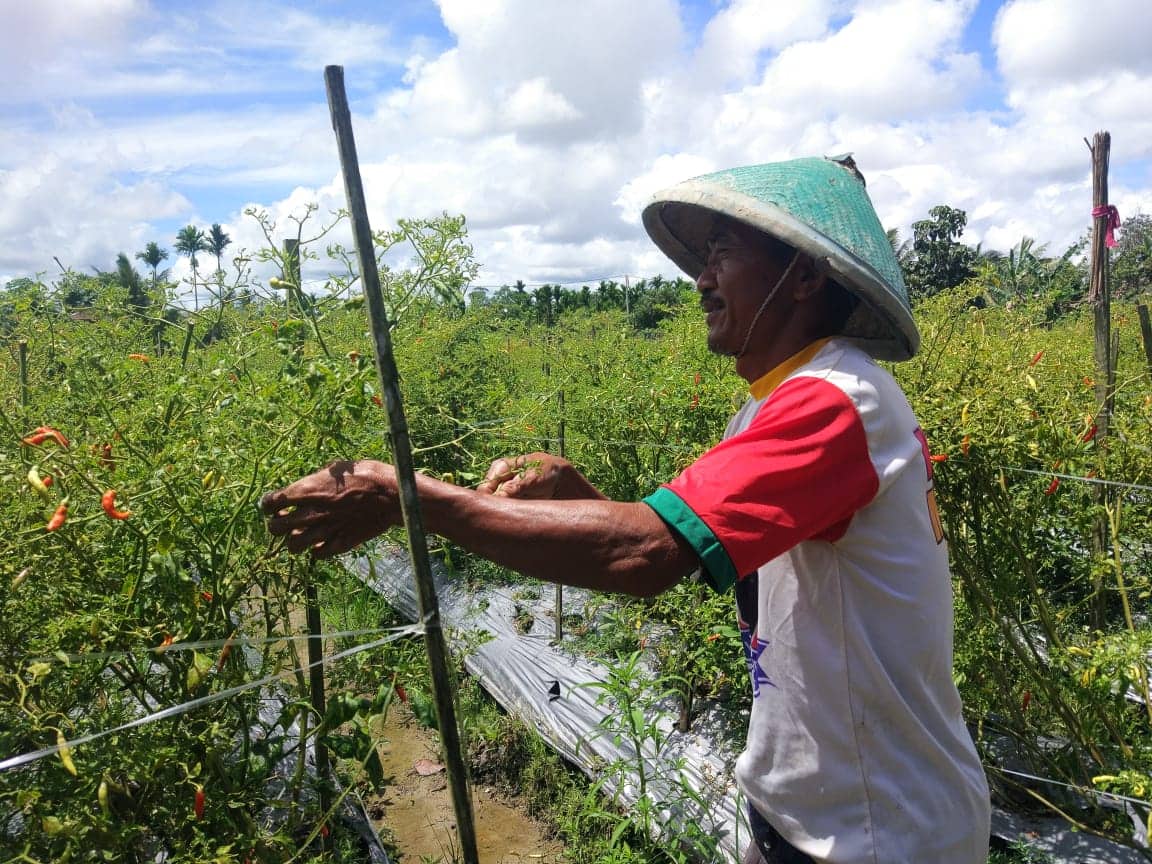 Ilustrasi berita Mimika: 500 Persen Diatas Harga Subsidi, Pupuk Non Subsidi Mencekik Petani Timika