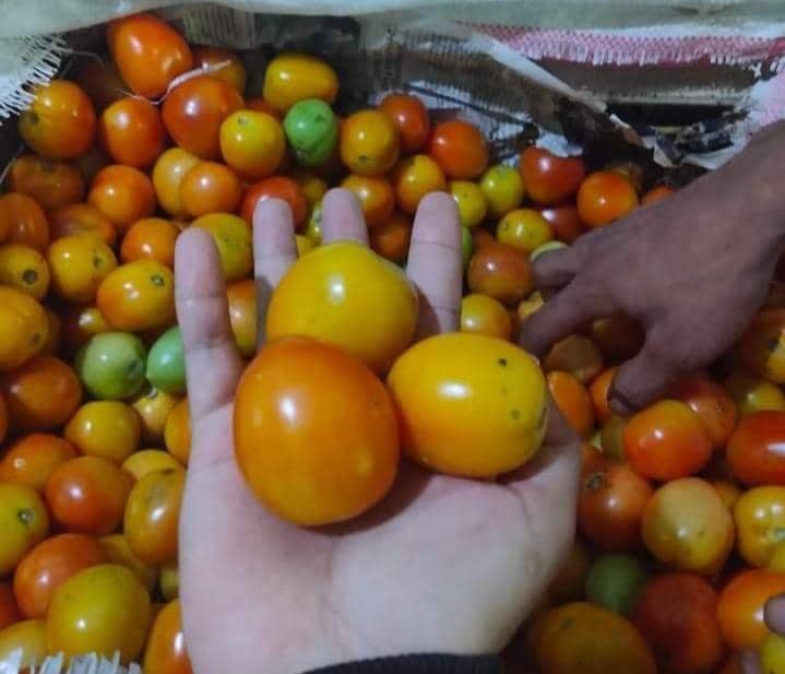 Ilustrasi berita Mimika: 5 Ribu Dapat 2 Biji, Harga Tomat di Timika Tembus Rp 60 Ribu Perkilo, Warganet: Kasihan Emak-emak Mengeluh