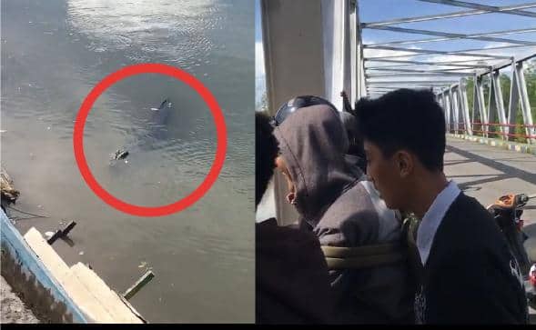 Ilustrasi berita Mimika: Ngeri ! Beredar Video Buaya di Jembatan 2 Pomako, Warga Harus Waspada Aktivitas Pinggir Sungai