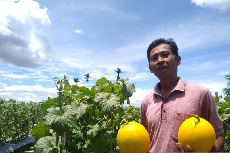 Ilustrasi berita Mimika: Petani di Mimika Keluhkan Kenaikan Harga Pupuk