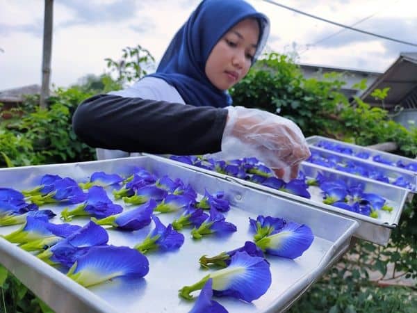 bunga telang si biru keungu unguan yang banyak khasiatnya m 223484