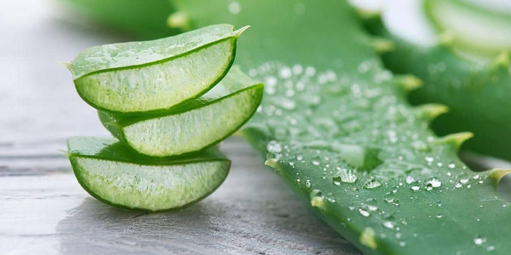 segudang manfaat lidah buaya untuk kesehatan dan kecantikan anda 1569208083