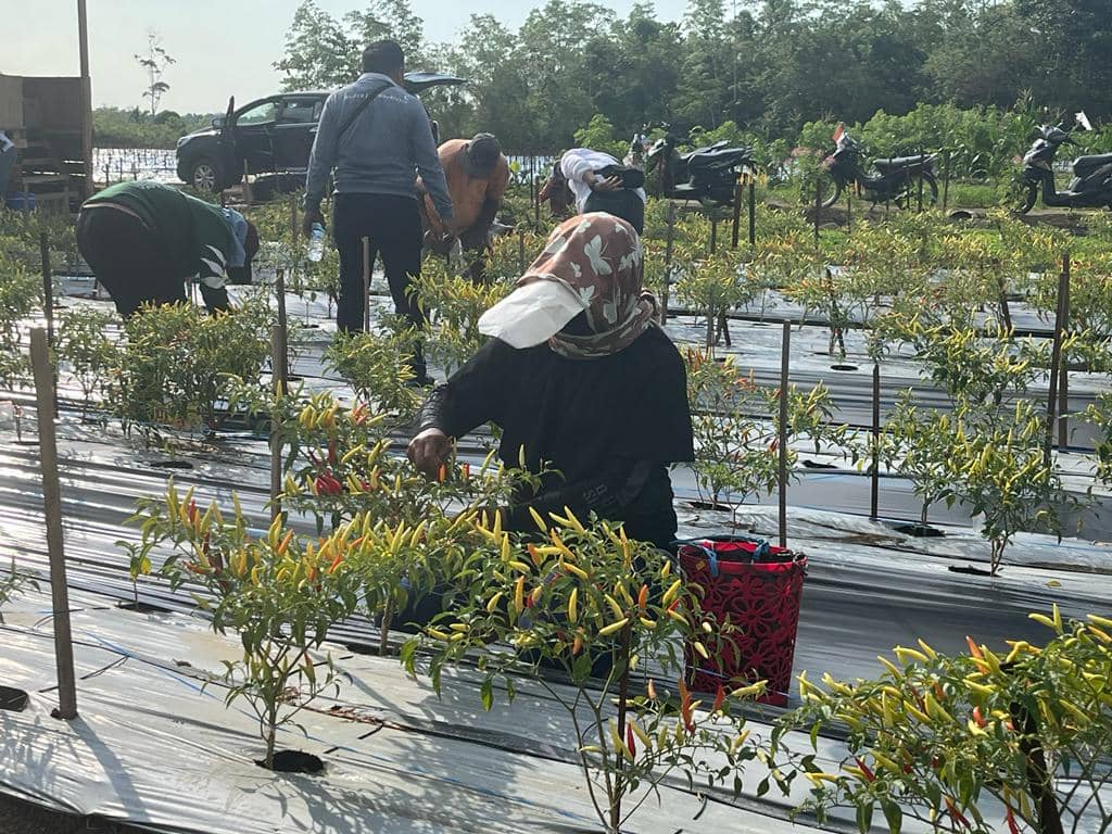 Para petani saat memanen cabe rawit