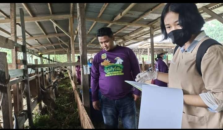 Ilustrasi berita Mimika: 200 Ekor Sapi Batal Masuk, Jelang Hari Raya Idul Adha Harga Hewan Kurban di Timika Melonjak Tajam