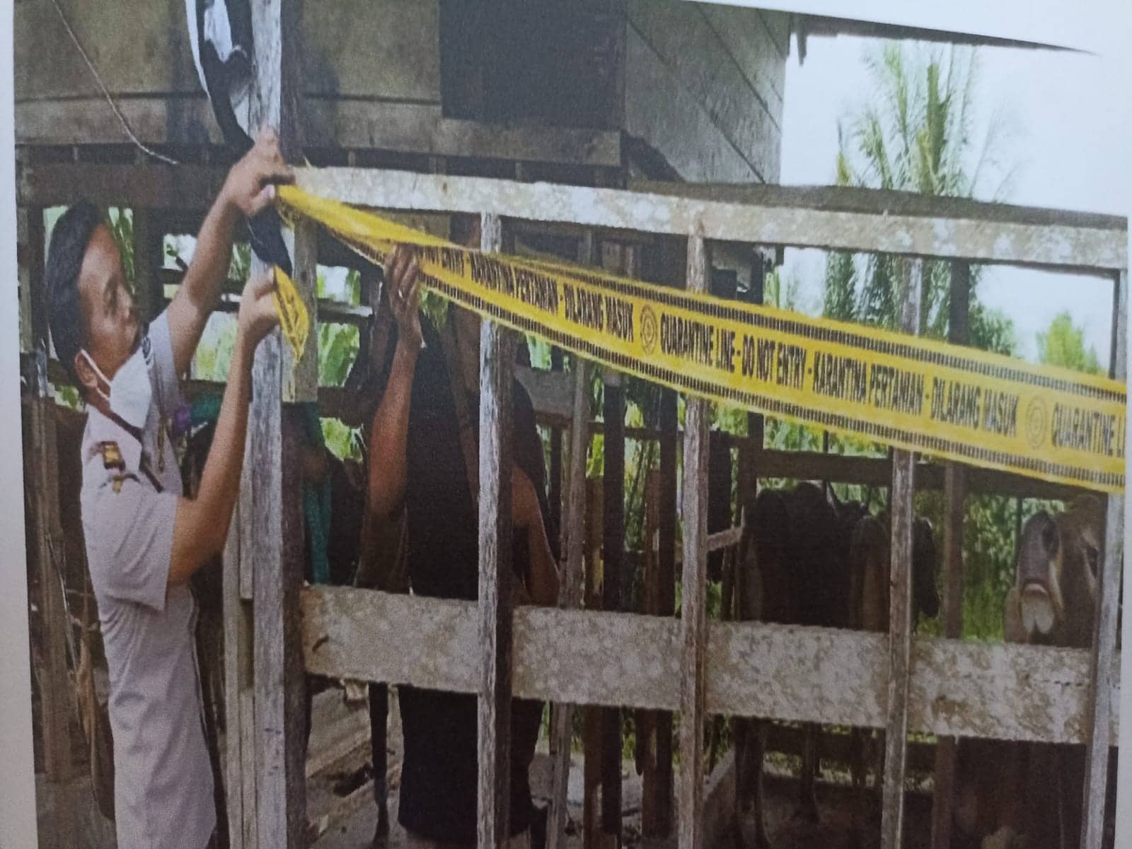 Ilustrasi berita Mimika: Kandang Sapi belakang Kantor Pengadilan Agama Timika Dipasangi Police Line, Pasok 113 Ekor Sapi dari Tual Tanpa Dokumen