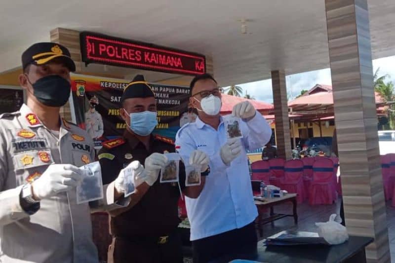 PEMUSNAHAN NARKOBA DI KAIMANA