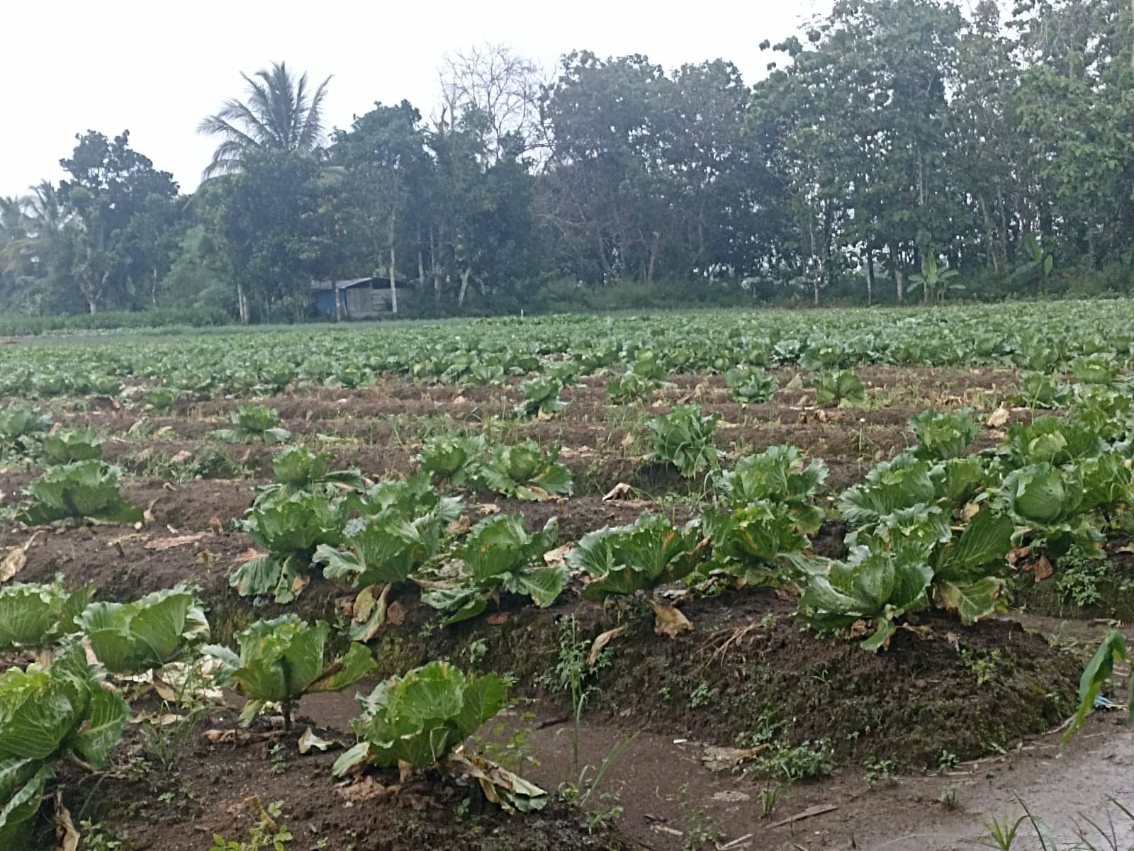 Ilustrasi berita Mimika: Cerita Suradi, Petani SP 4 Timika Tentang Ambruknya Harga Sayuran Saat Musim Panen, Terong Hingga Rp 1.000 Perkilo