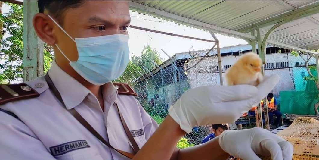 Ilustrasi berita Mimika: Ribuan Ekor DOC Asal Surabaya Masuk Timika, Disnakeswan Dorong Upaya Swasembada Daging Ayam