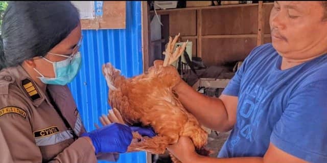 Ilustrasi berita Mimika: Putus Mata Rantai Penyebaran Penyakit Hewan, Kantor Karantina Ambil Sampel Darah di Peternakan Ayam Petelur di Timika