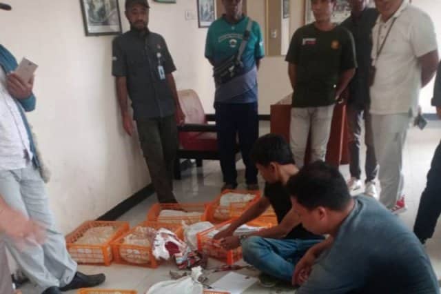 Ilustrasi berita Papua: Karantina Pertanian-BBKSDA Gagalkan Penyelundupan 224 Satwa Liar