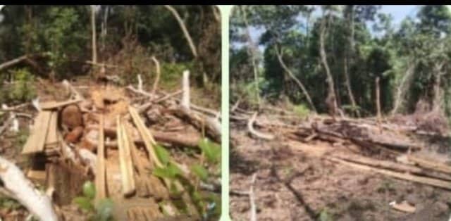 Ilustrasi berita Nasional: Atas perintah Kepala Desa, Berkedok Rambah Hutan, Oknum Warga Rappa Bone Sulsel Lakukan Ilegal Logging