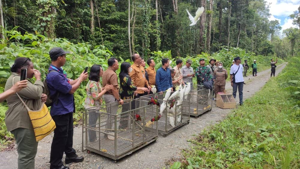 Ilustrasi berita Mimika: Burung Asli Endemik Papua Pulang Kampung Dilepas BBKSDA Papua Bersama PTFI di Hutan Kuala Kencana