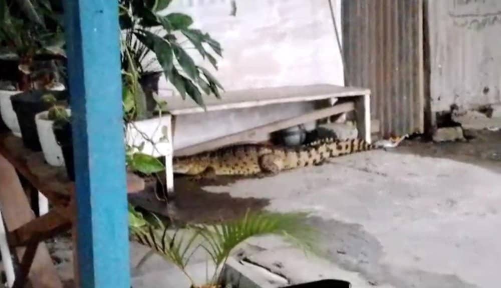 Ilustrasi berita Mimika: Geger, Seekor Buaya Misterius Berukuran Besar Masuk Rumah Warga Lorong Sejati Timika Papua