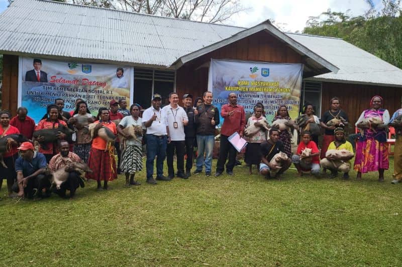 Ilustrasi berita Papua: Mensos Beri Bantuan 1.000 Ekor Babi kepada Warga Papua Pegunungan