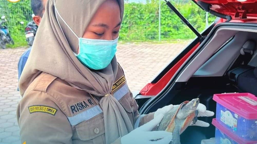 Ilustrasi berita Mimika: Dinyatakan Sehat, 30 Ekor Reptil Asal Timika Diterbangkan Menuju Pulau Jawa