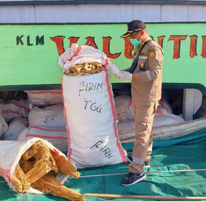 Ilustrasi berita Mimika: Karantina Pertanian Timika Periksa 31 Ton Kayu Gaharu asal Asmat yang Dikapalkan ke Probolinggo
