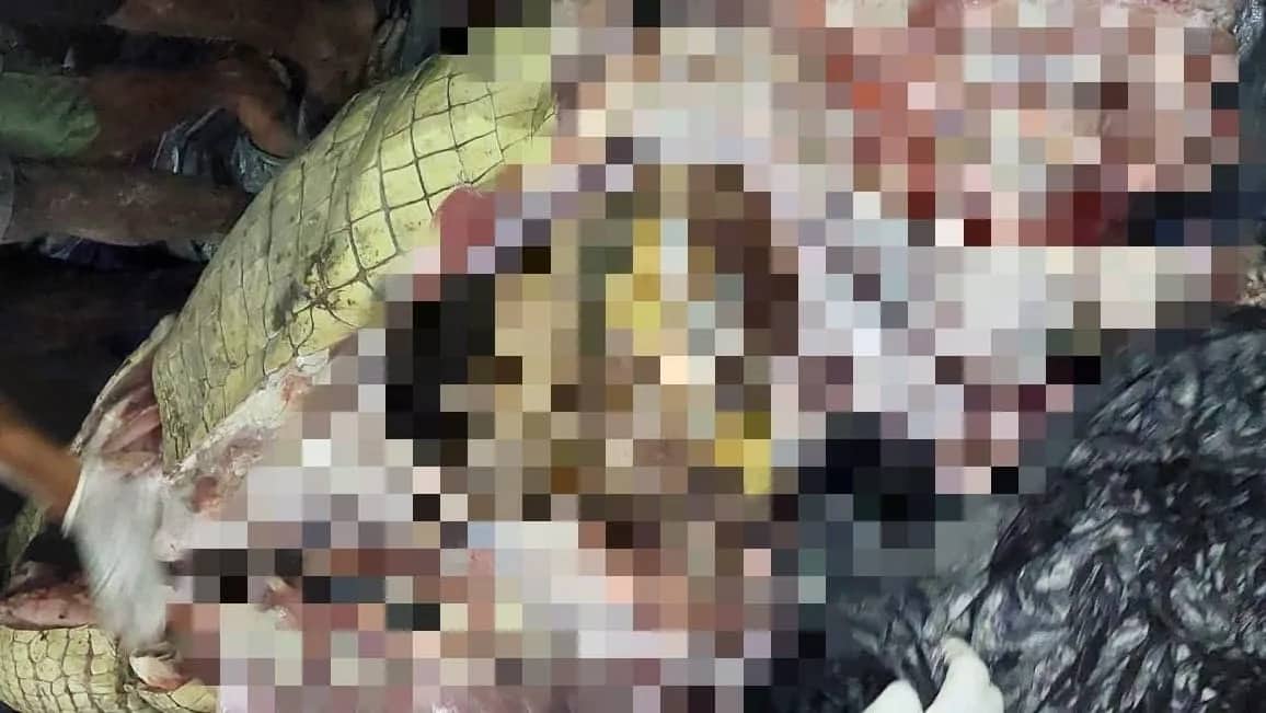 Ilustrasi berita Mimika: Kejadian Tragis di Distrik Jita, Mayat Wanita Hamil Tua Ditemukan di Perut Buaya, Sempat Dilaporkan Hilang Saat Mancing