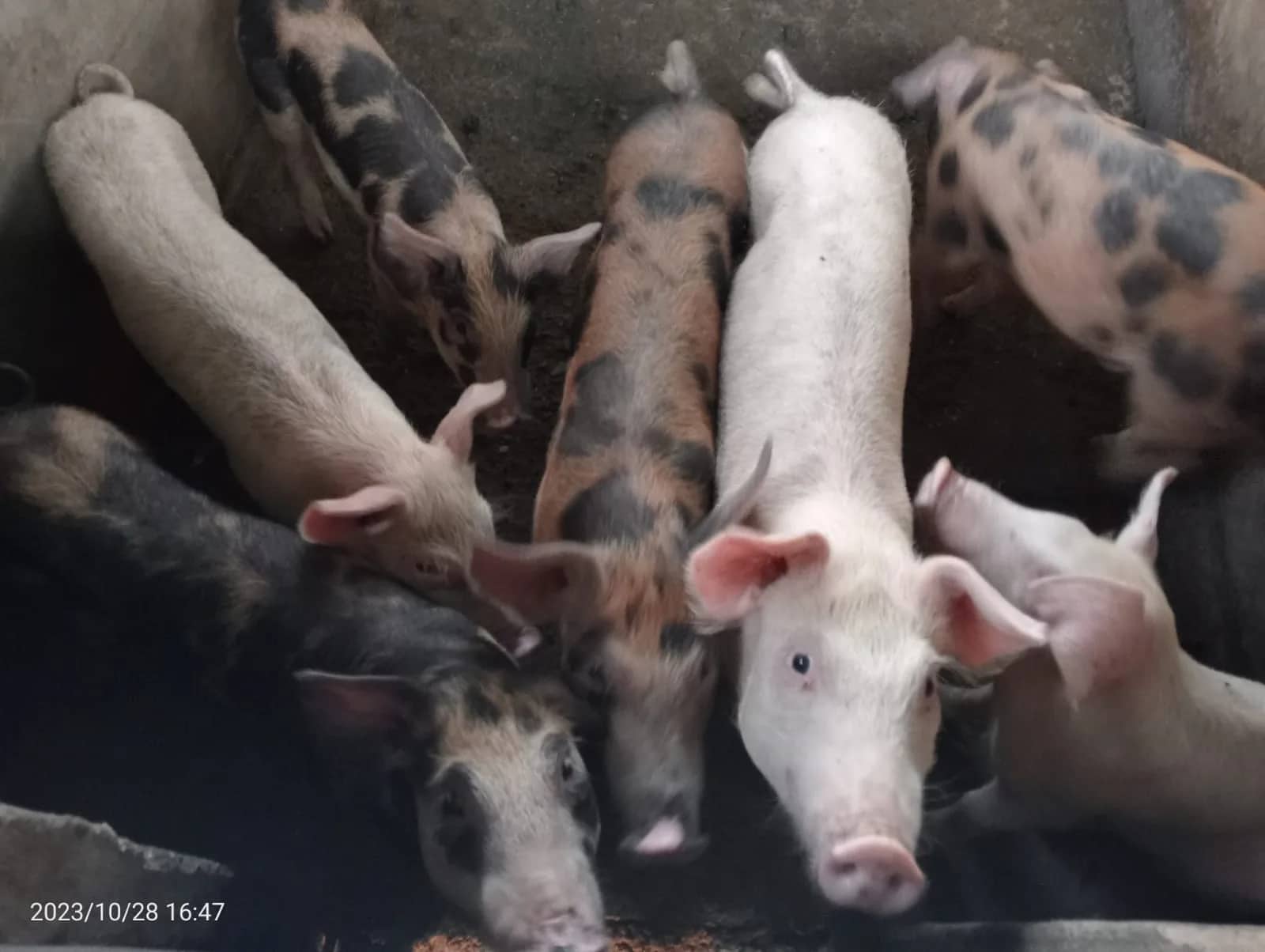 Ilustrasi berita Mimika: Terungkap, Anjloknya Harga Ternak Babi Timika Dipicu Produksi Tinggi Tapi…
