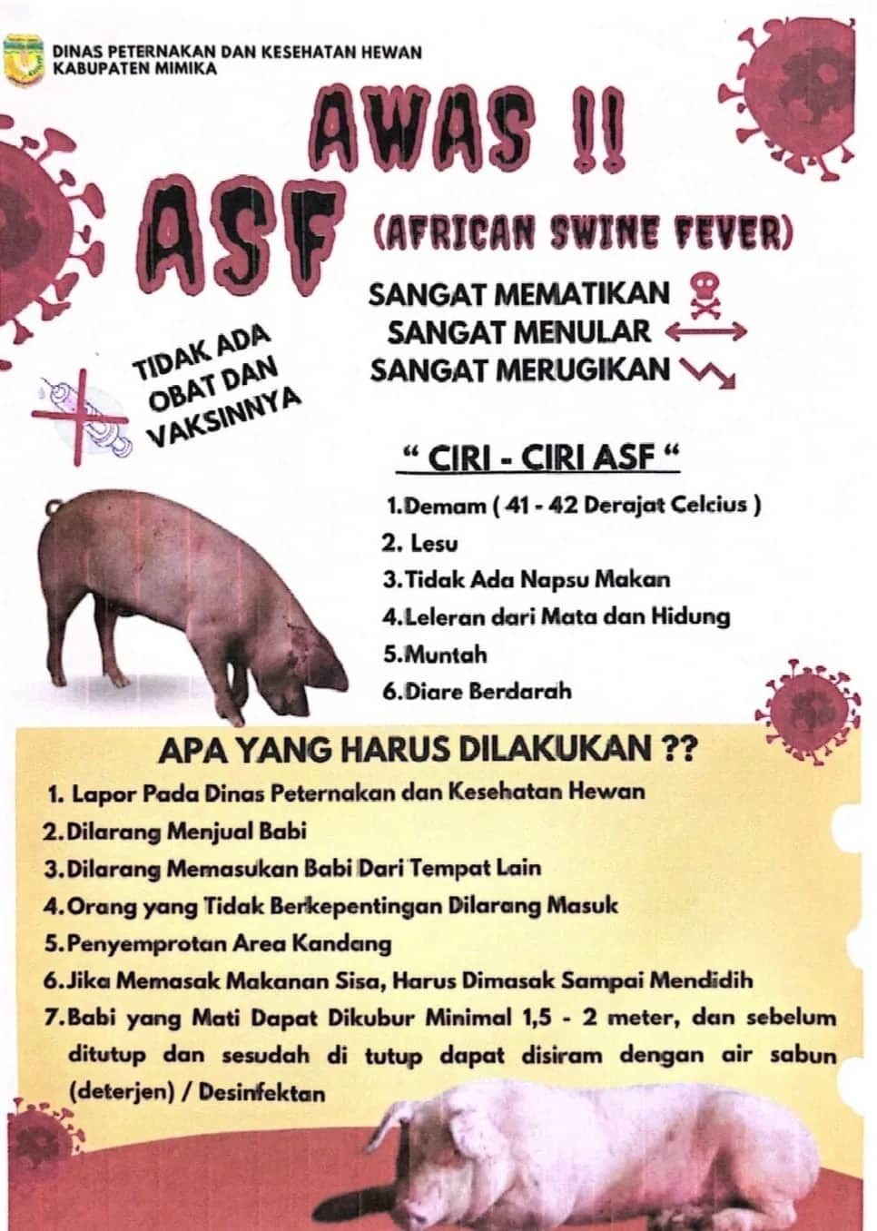 Ilustrasi berita Mimika: Virus ASF Penyebab Kematian Ratusan Ekor Ternak Babi di Timika