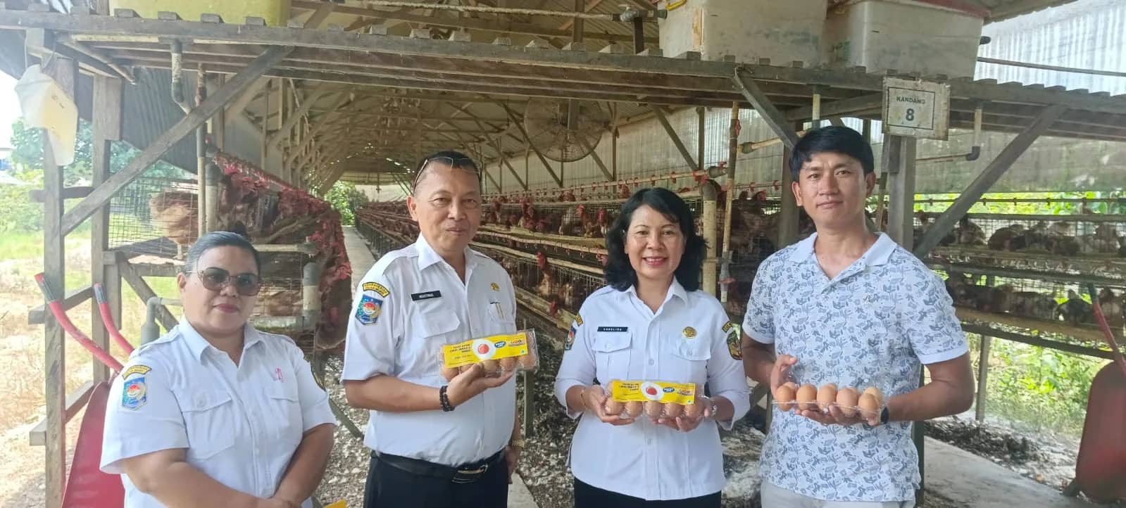Ilustrasi berita Mimika: Pertama di Papua, Peternakan Permata Farm Timika Produksi Telur Omega 3