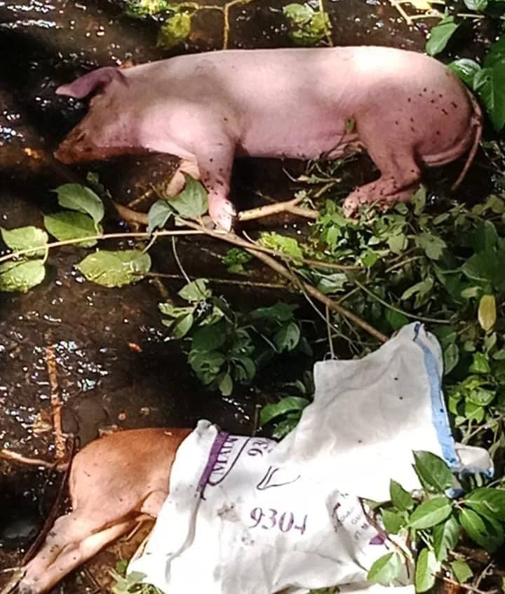 Ilustrasi berita Mimika: Virus ASF Melanda Hingga ke Kampung-kampung di Mimika, Warga SP 6 Kaget Ada Bangkai Babi di Sungai