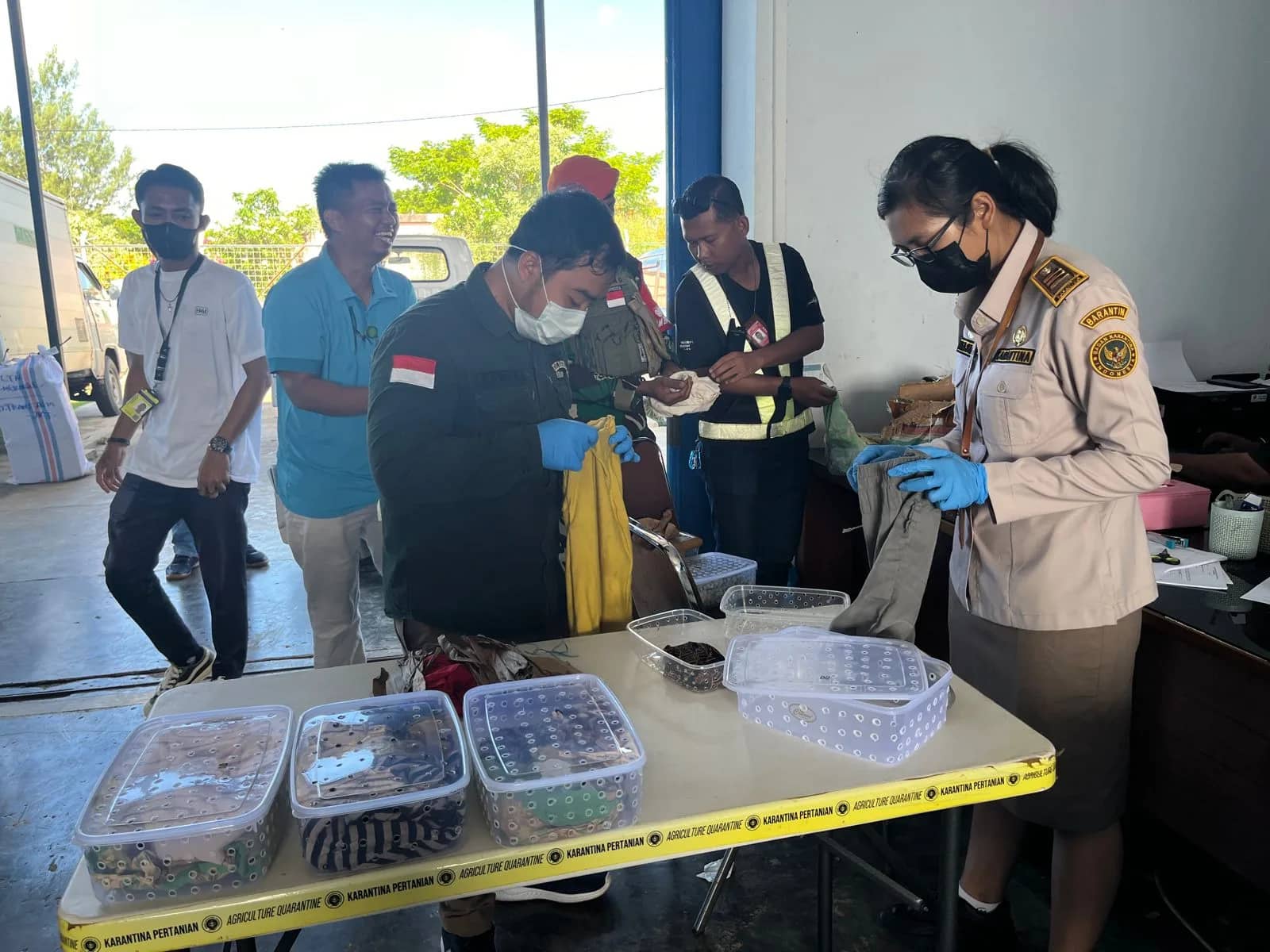 Kadal Soa Payung yang diamankan petugas Karantina